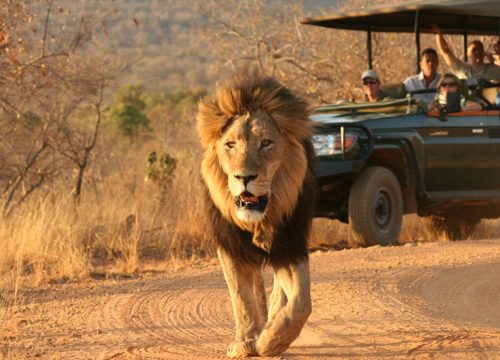 Safari di 2 giorni / 1 notte – Voi Safari Lodge